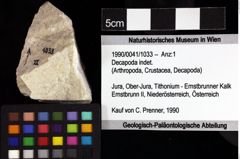 Foto (Objket + Etiketten) von Decapoda indet. 